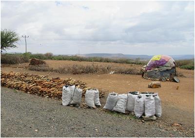 Why Urban <mark class="highlighted">Ecolog</mark>y Matters in Ethiopia